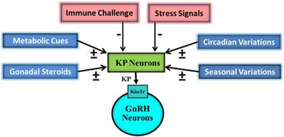 Metabolic Impact on the Hypothalamic <mark class="highlighted">Kisspeptin</mark>-Kiss1r Signaling Pathway